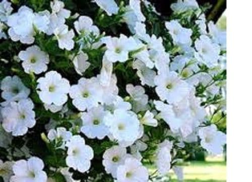 TRAILING PETUNIAS WHITE PLUG PLANTS