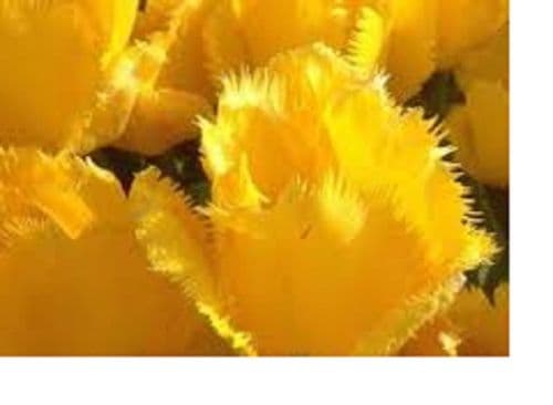 TULIP Fringed Crystal Star BULB SIZE 10/11cm