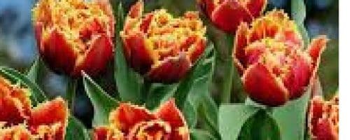 TULIP Fringed Solstice BULB SIZE 10/11cm