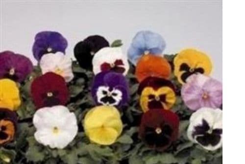 WINTER FLOWERING PANSIES