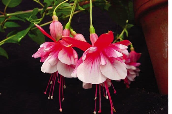 PRE ORDER FUCHSIAS NOW
