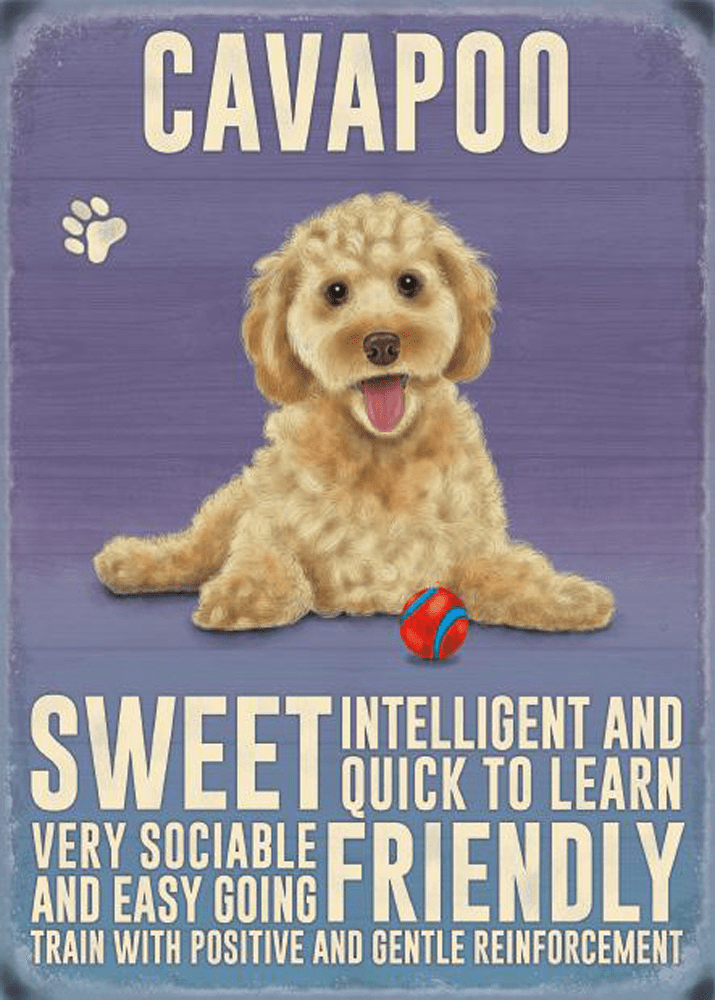 Cavapoo Metal Wall Sign (4 sizes) | Cavapoo Wall Art | Cavapoo Gifts