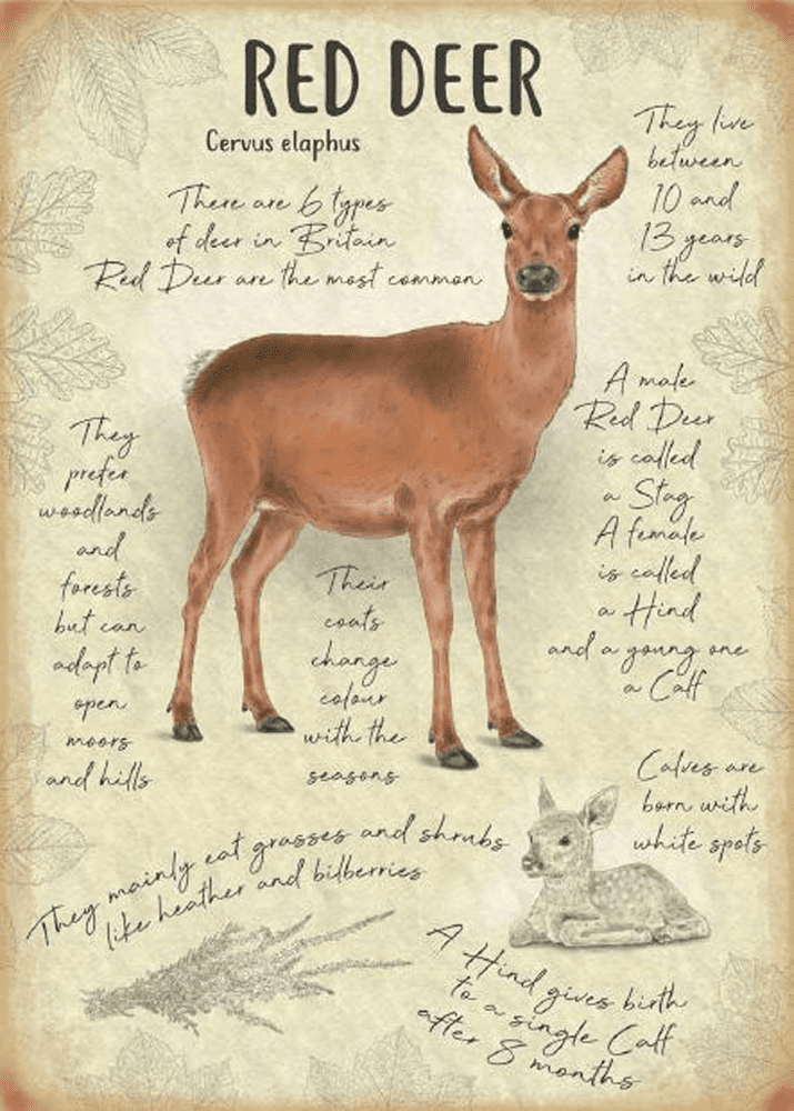 Red Deer Metal Wall Sign (4 sizes) | Red Deer Wall Art | Red Deer Gifts