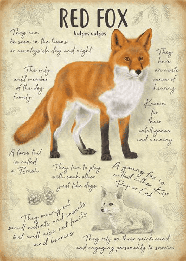 Targa In Metallo 'Once Upon A Time There Was A Girl Who Really Loved Foxes' – Cartello Decorativo Con Volpi 20x30 Cm, Vintage, Per Parete, Regalo Per Amanti Delle Volpi