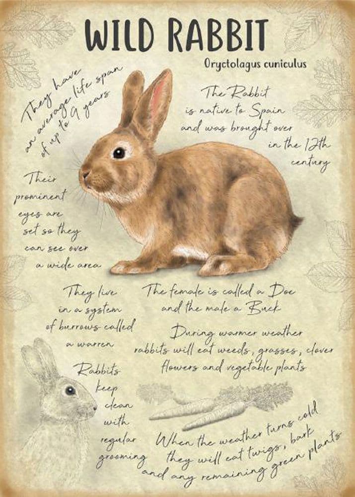 Wild Rabbit Metal Wall Sign (4 sizes) | Wild Rabbit Wall Art | Wild ...