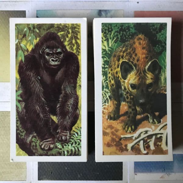 1962 - African Wildlife - Brooke Bond - Tea Cards - Full Set