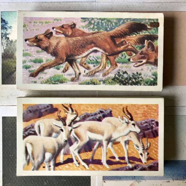 1962 - Asian Wildlife - Brooke Bond - Tea Cards - Full Set