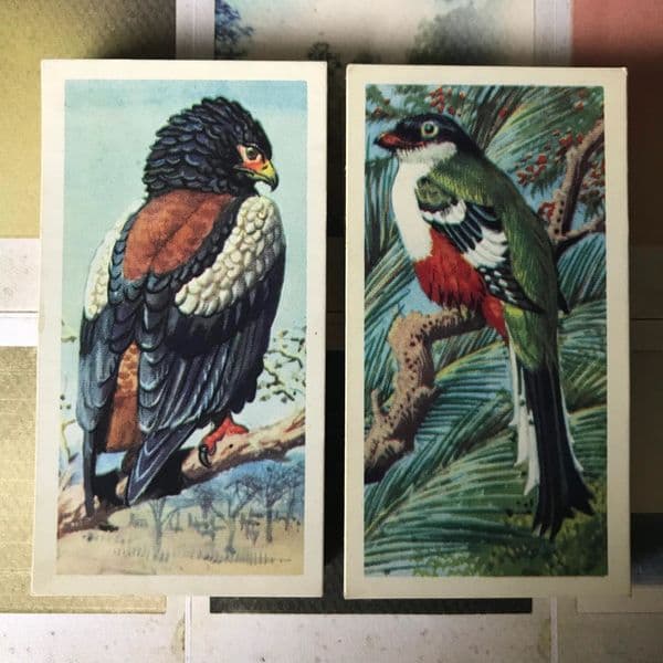 1962 - Tropical Birds - Brooke Bond - Tea Cards - Full Set