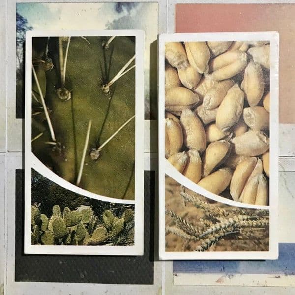 1981 - Small Wonders - Brooke Bond Tea Cards - Full Set