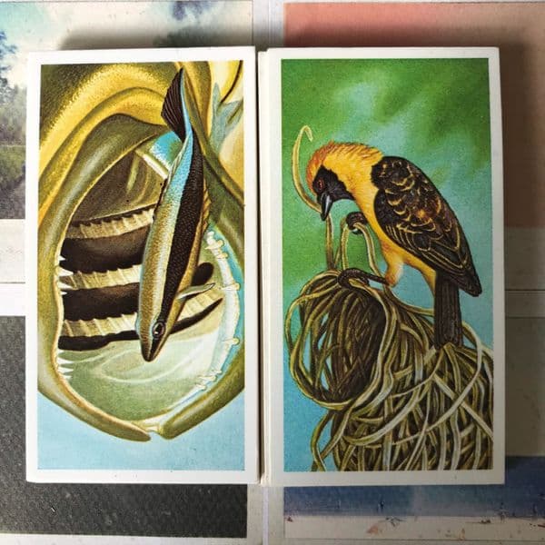 1986 - Incredible Creatures - Brooke Bond - Tea Cards - Full Set