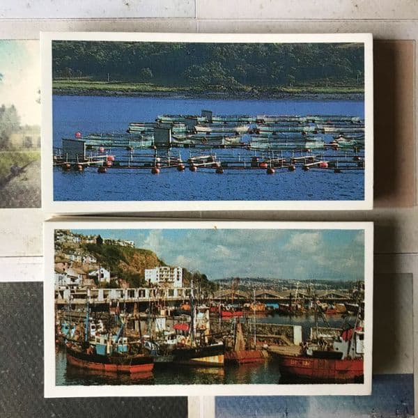 1989 - Discovering our Coast - Brooke Bond - Tea Cards - Full Set