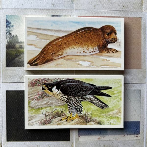 1990 A Journey Downstream, Brooke Bond Tea Cards, Full Set