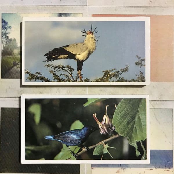 1992 - Natural Neighbours - Brooke Bond - Tea Cards - Full Set