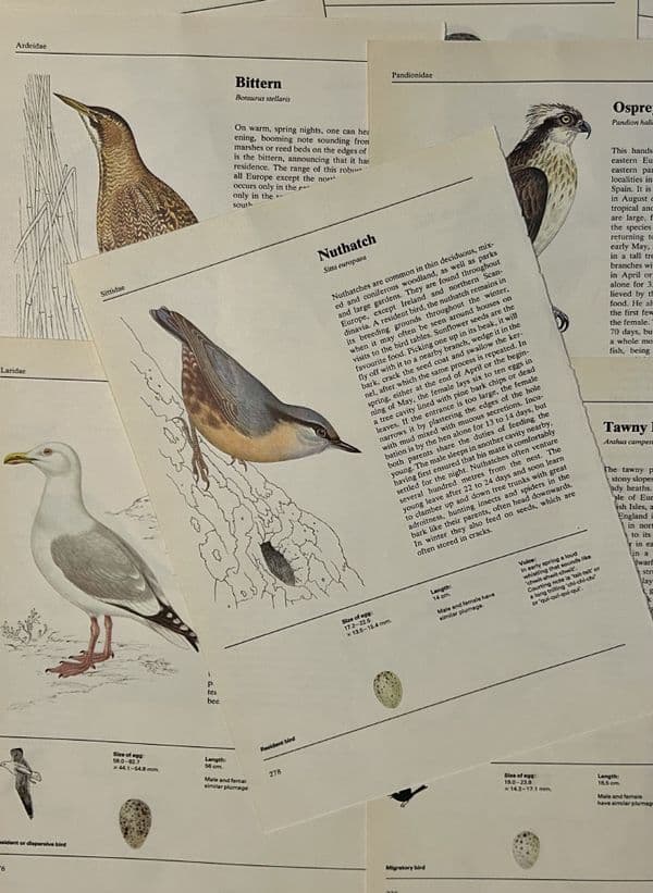 5  Illustrated Book of Birds  - LARGE Book Pages