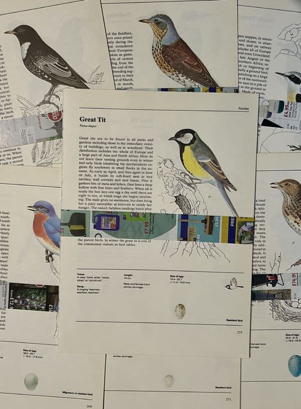 5 Illustrated Book of Birds - LARGE Book Pages