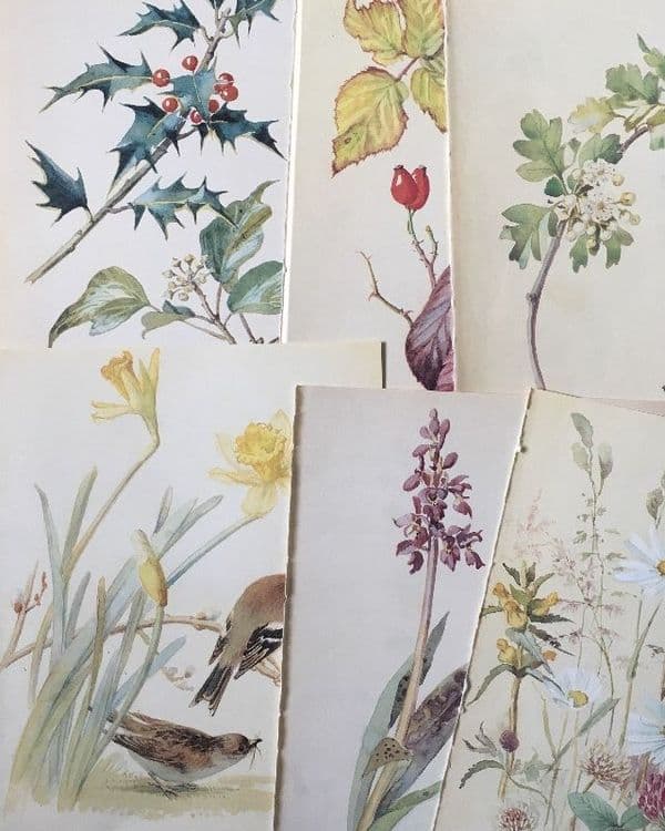 5 Nature Notes of an Edwardian Lady - Book Pages