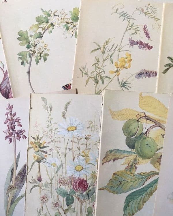 5 Nature Notes of an Edwardian Lady - Book Pages