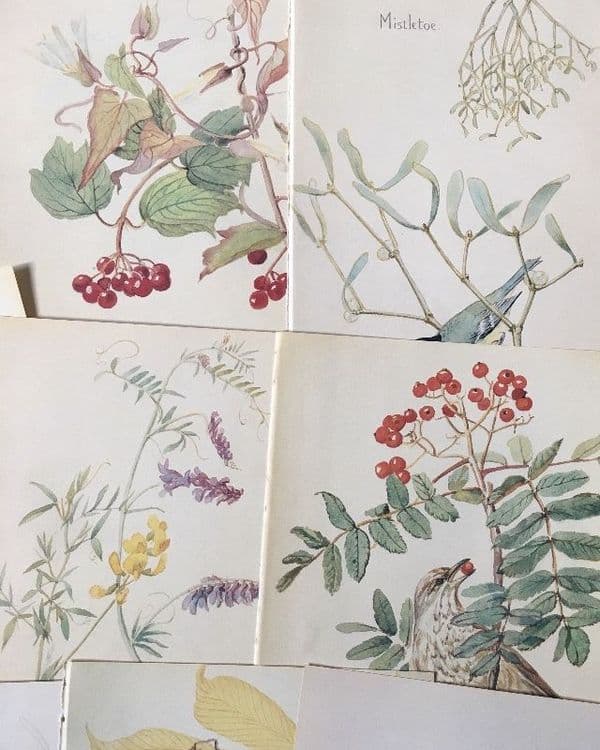 5 Nature Notes of an Edwardian Lady - Book Pages