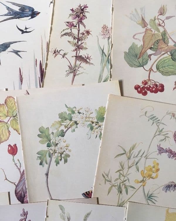 5 Nature Notes of an Edwardian Lady - Book Pages
