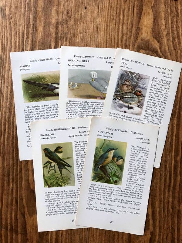 5 - Observer Birds - Book Pages