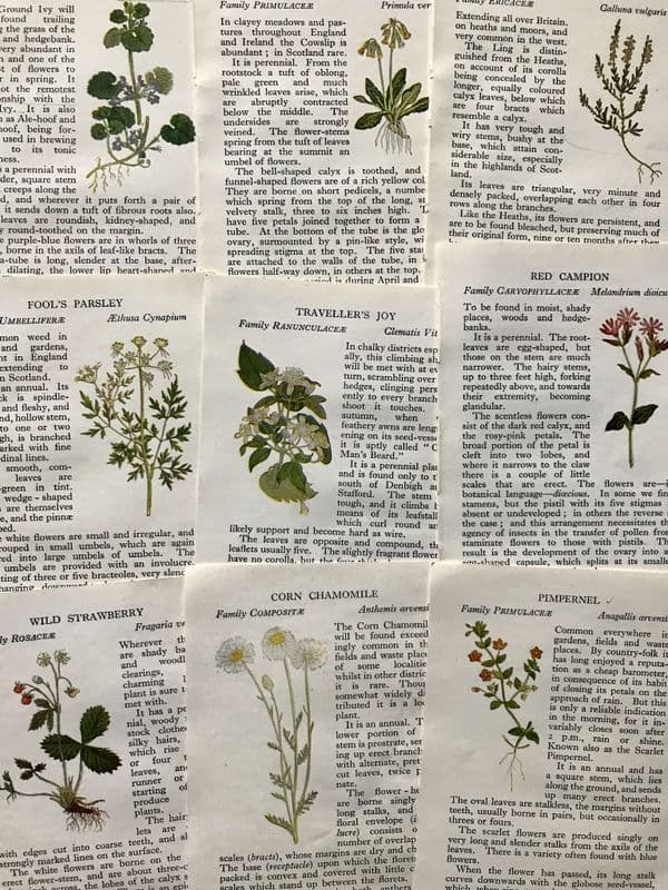5 - Observer Wild Flowers Book Pages