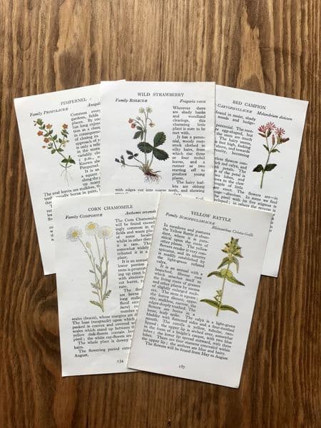 5 - Observer Wild Flowers Book Pages