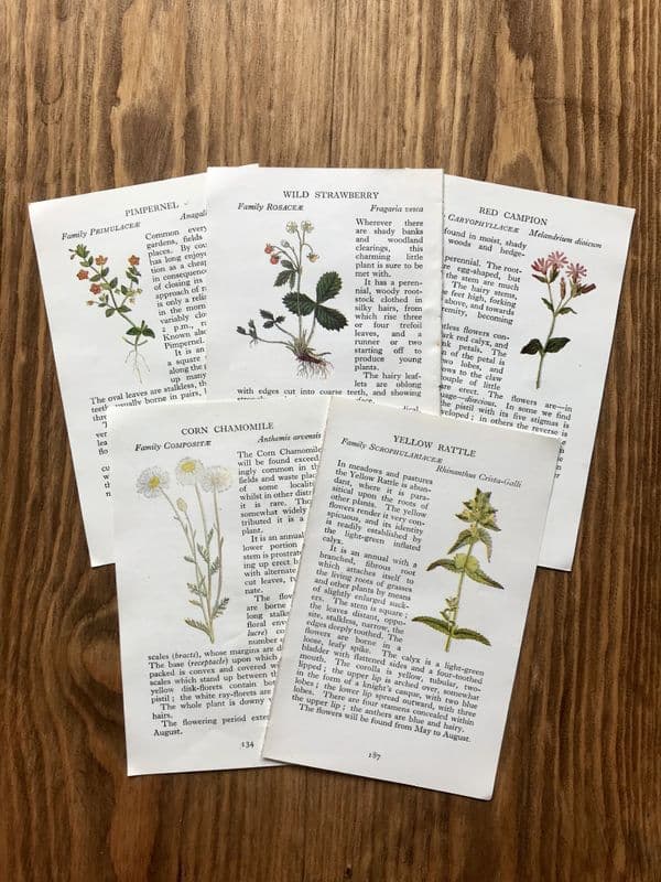 5 - Observer Wild Flowers Book Pages