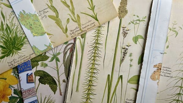 5 Victorian Flower Album  Book Pages