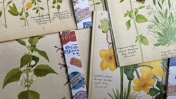 5 Victorian Flower Album  Book Pages