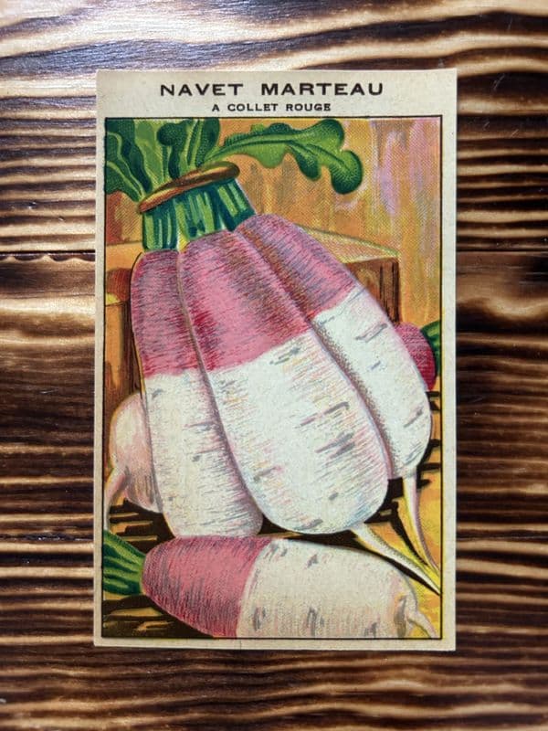 5 Vintage French Seed Packet Labels