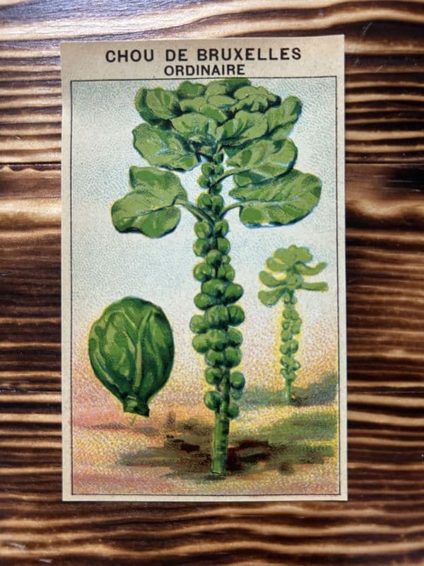 5 Vintage French Seed Packet Labels