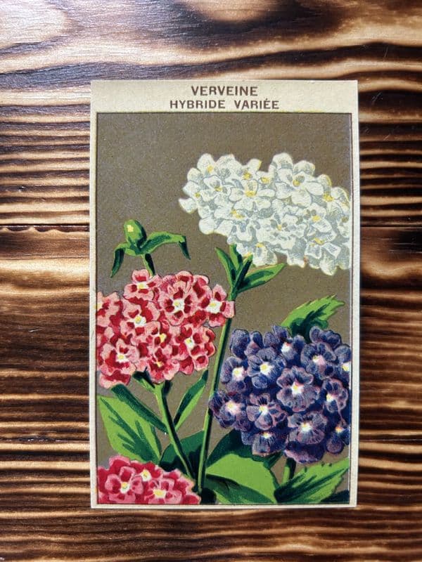 5 Vintage French Seed Packet Labels