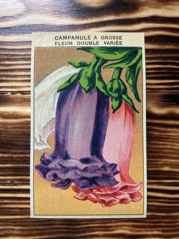 5 Vintage French Seed Packet Labels