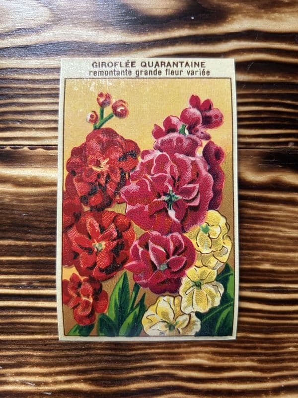 5 Vintage French Seed Packet Labels