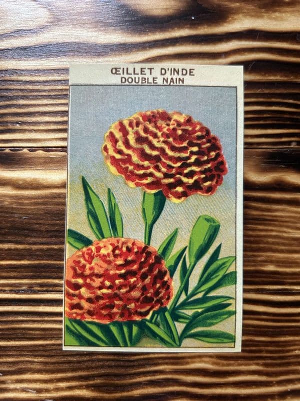 5 Vintage French Seed Packet Labels