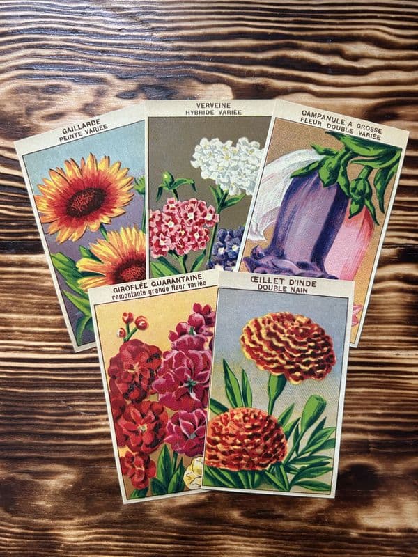 5 Vintage French Seed Packet Labels