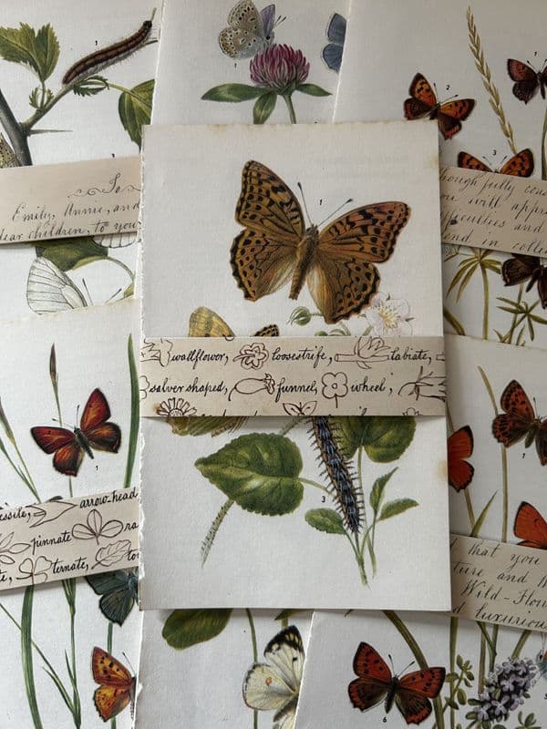 Butterflies - 5 Book Pages