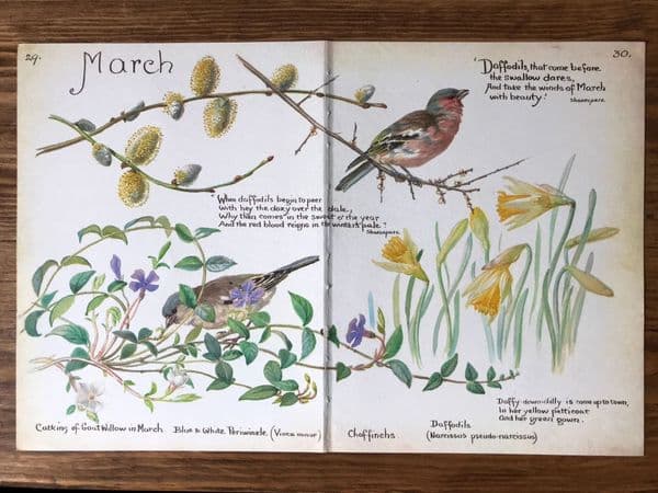 Catkins - Country Diary of an Edwardian Lady - Book Page