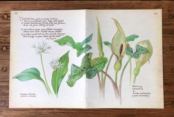 Common Garlic - Country Diary of an Edwardian Lady - Book Page -