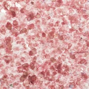 Cosmic Shimmer Mica Flakes Red Velvet