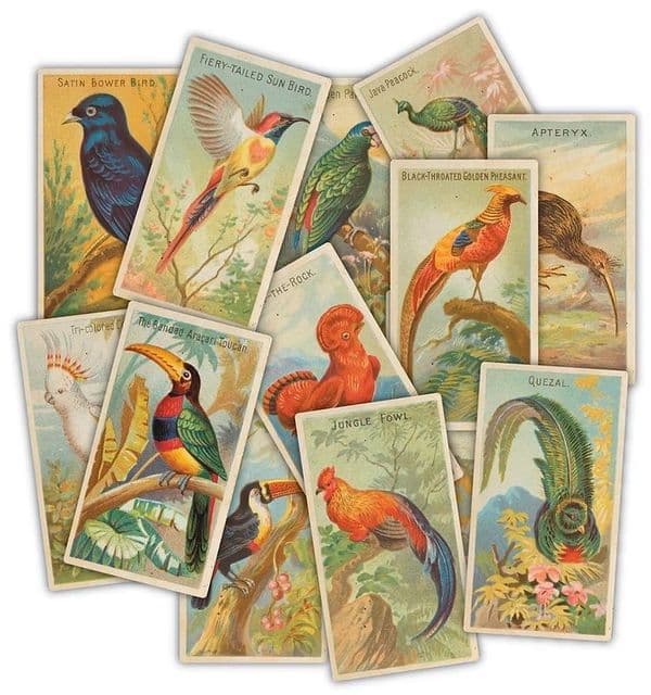 Craft Consortium - Ephemera - Birds - The Collector