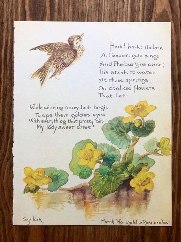 Daffodils - Nature Notes of an Edwardian Lady - Book Page
