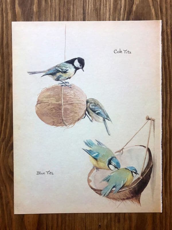 December - Nature Notes of an Edwardian Lady - Book Page