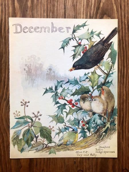 December - Nature Notes of an Edwardian Lady - Book Page