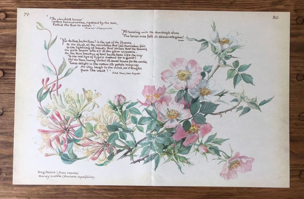 Dog Roses - Country Diary of an Edwardian Lady - Book Page