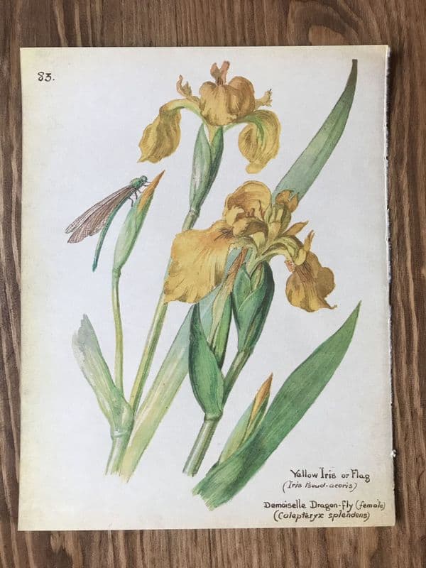 Flag Iris - Country Diary of an Edwardian Lady - Book Page -