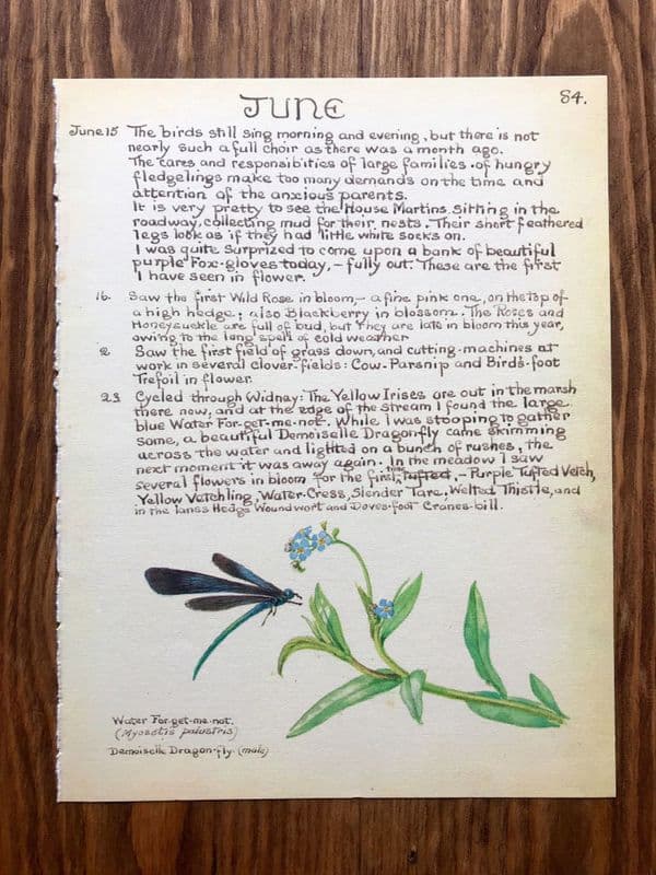 Foxglove - Country Diary of an Edwardian Lady - Book Page