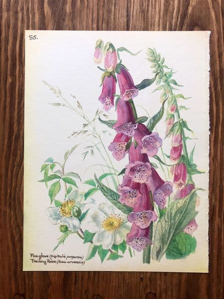Foxglove - Country Diary of an Edwardian Lady - Book Page