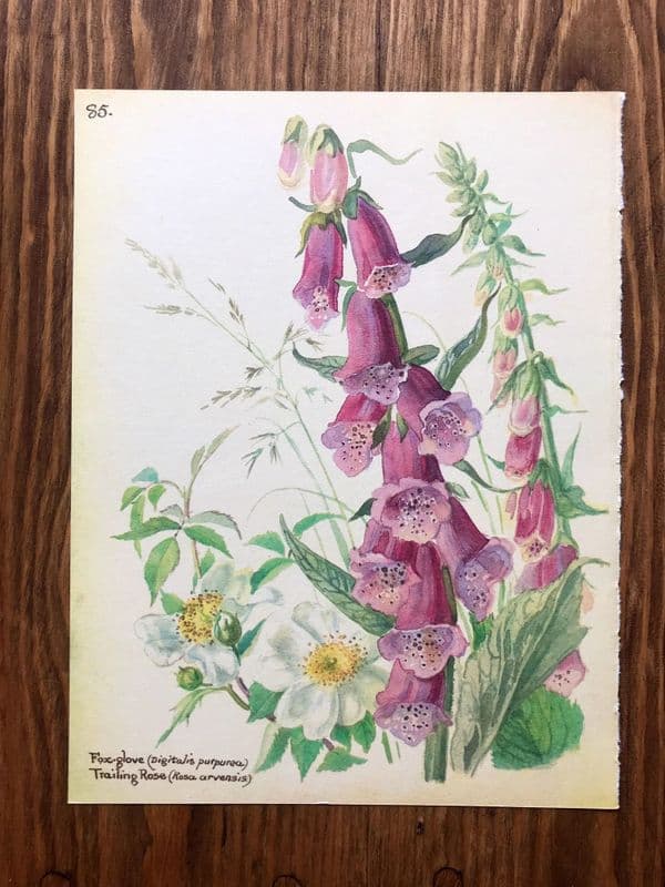 Foxglove - Country Diary of an Edwardian Lady - Book Page