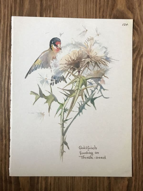 Goldfinch - Country Diary of an Edwardian Lady - Book Page